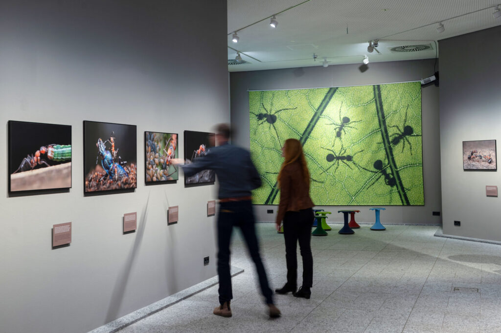 Ausstellung "Waldameisen" im Naturmuseum.