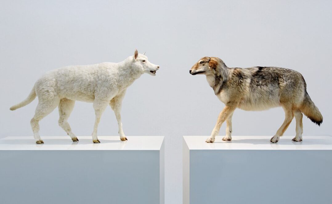 Timm Ulrichs, Wolf im Schafspelz – Schaf im Wolfspelz. Ein Verwandlungskunststück (2005/10), Sammlung Museum Ostwall im Dortmunder U. © VG Bild-Kunst, Bonn 2026